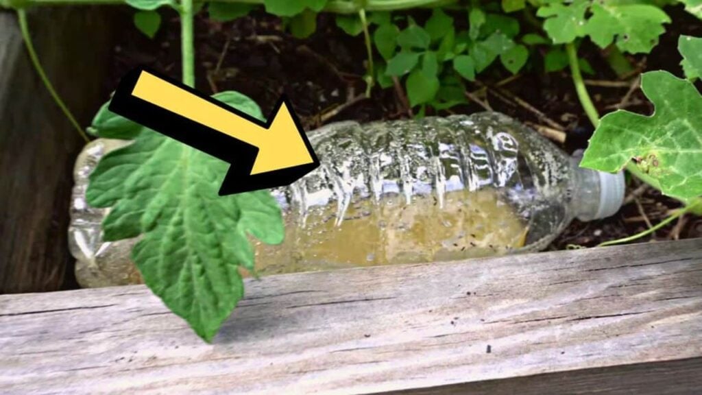 Genius Garden Ant Control Trick