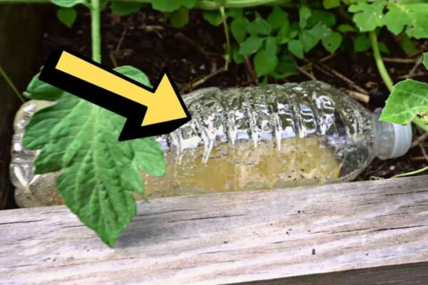 Genius Garden Ant Control Trick
