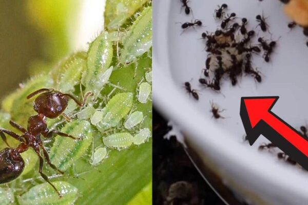 Get Rid of Ants: Fast, Cheap and Easy