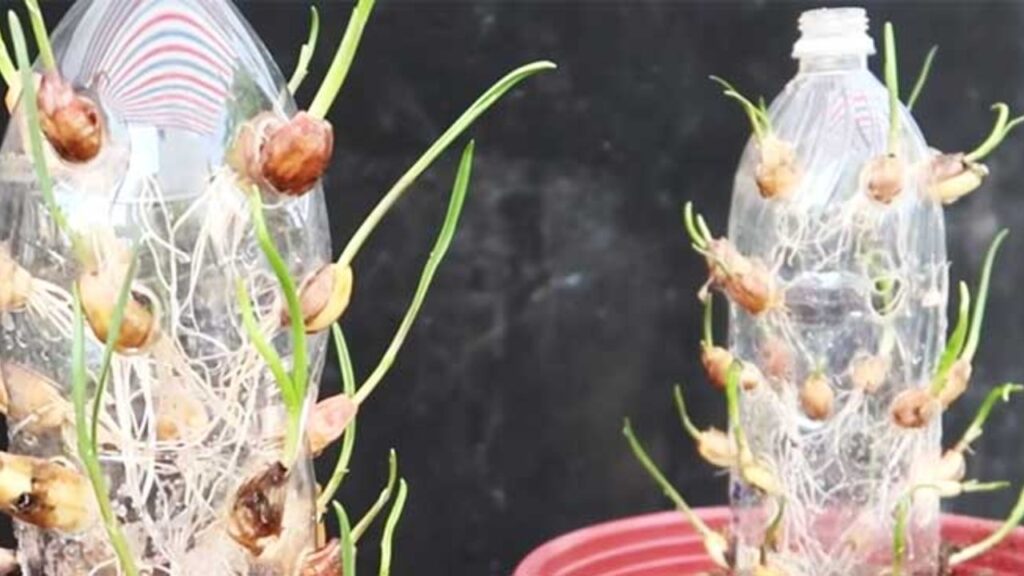 Grow Garlic In A Soda Bottle