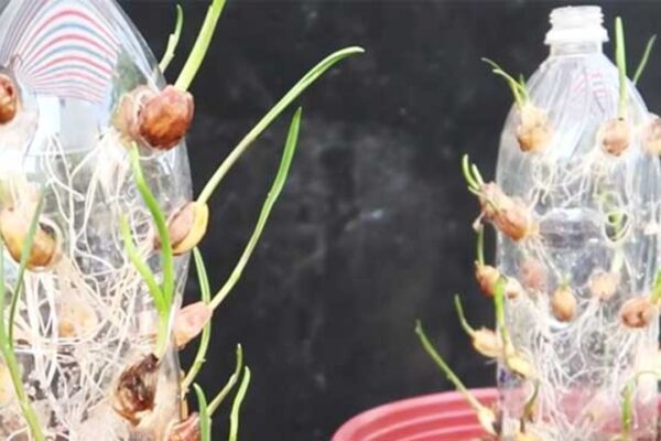 Grow Garlic In A Soda Bottle