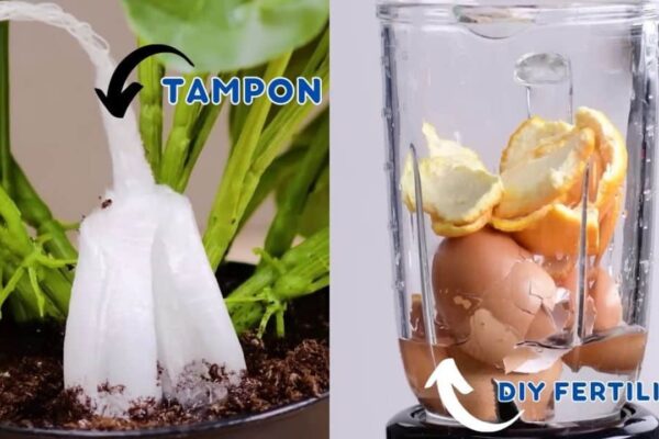 Finished 6 Plant Parenting Hacks That You Should Know, a completed DIY project