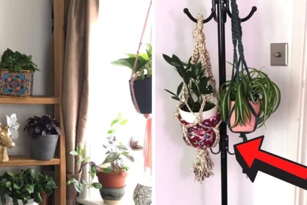 Finished 10 Hanging Plant DIY Hacks for Renters, a completed DIY project