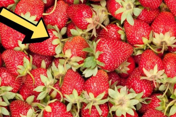 Learn Why You Should Stop Throwing Away Strawberry Tops, homemade and freshly served