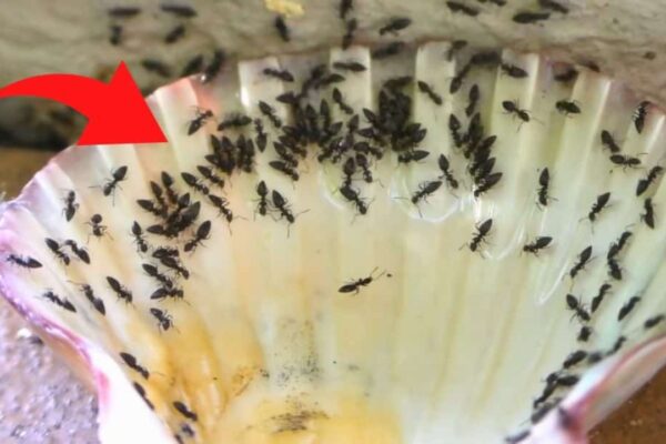 Finished Homemade Ant Killer That Actually works, a completed DIY project