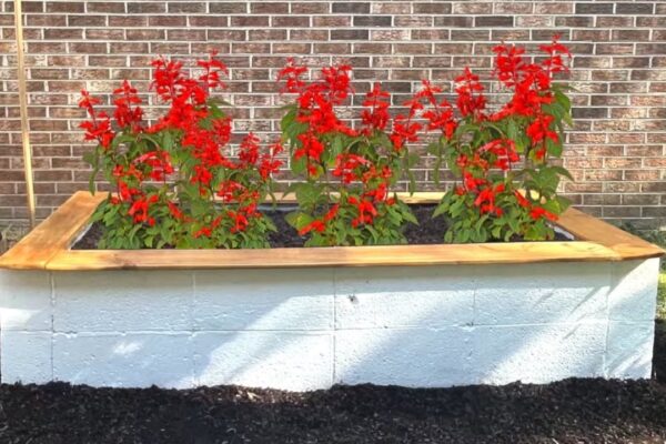 Finished How to Build a Cheap Cinder Block Raised Garden Without Cement, a completed DIY project