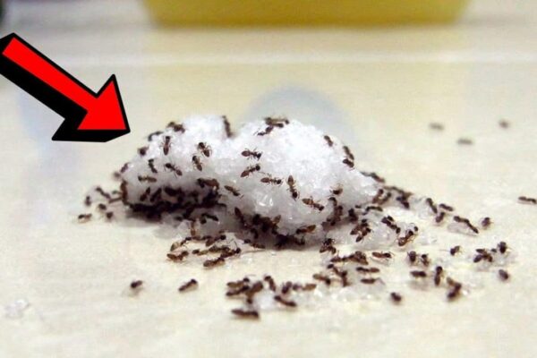 How to Find the Nest of Ants and Get Rid of Them