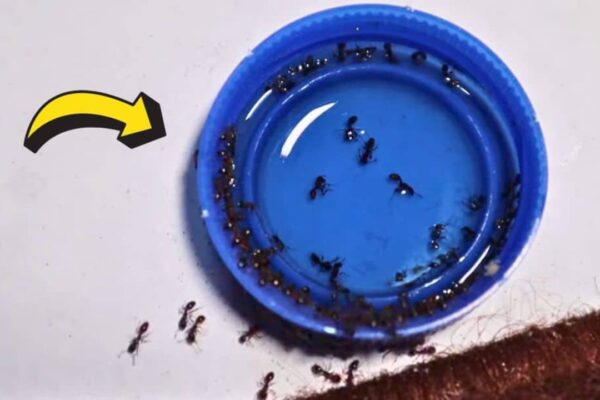 How to Get Rid of Red and Black Ants Using 3-Ingredients