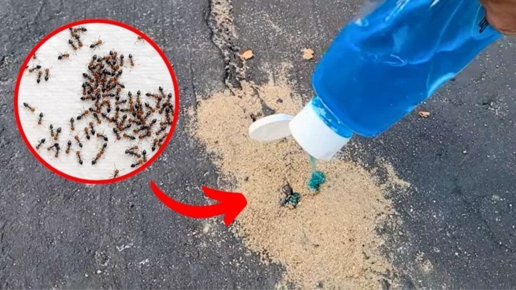 How to Get Rid of Ants in Your Yard or Driveway