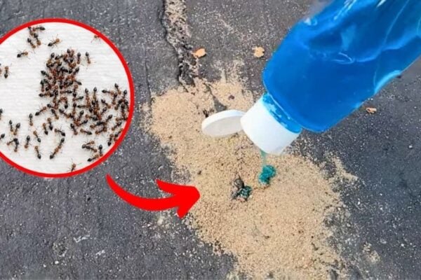 How to Get Rid of Ants in Your Yard or Driveway
