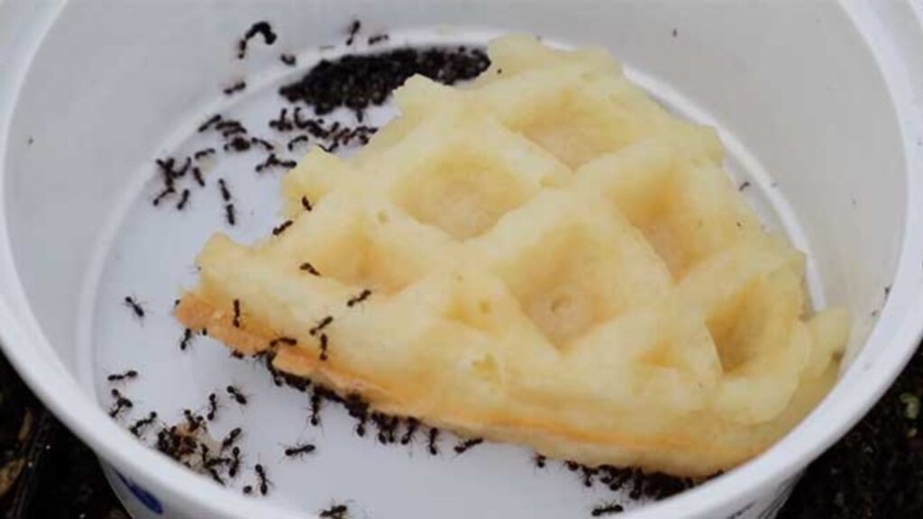 How To Get Rid Of Ants Quickly