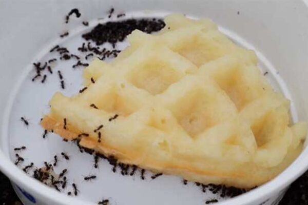 How To Get Rid Of Ants Quickly
