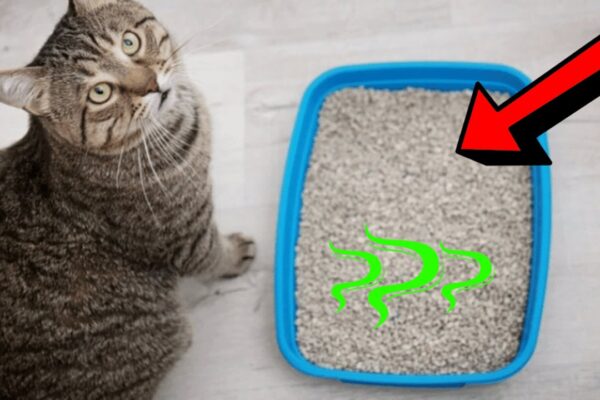 How to Get Rid of Cat Litter Smell in Your House