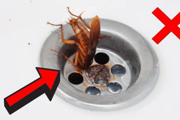 How to Stop Cockroaches From Coming Up the Drain