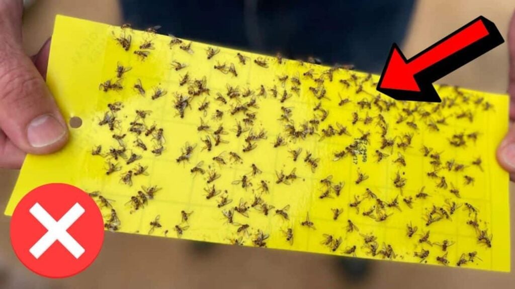 How to Get Rid of Fruit Flies in Seconds