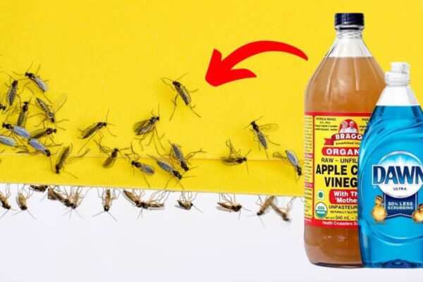 How to Get Rid of Gnats Using Apple Cider Vinegar, homemade and freshly served