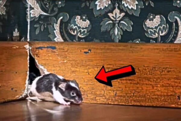 How to Get Rid of House Mice in 4 Easy Steps