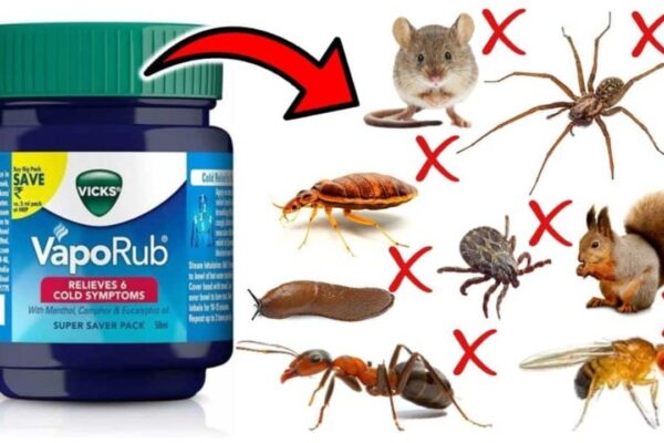 How to Get Rid of Household Pests with Vicks