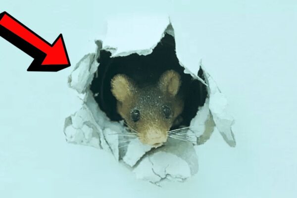 How to Get Rid of Mice in Walls