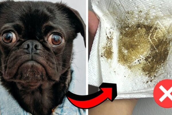 8 Tips for Eliminating Dog Smell from Your House