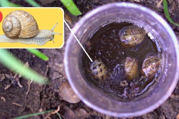 Effective Beer Trap For Slugs & Snails In Your Garden, homemade and freshly served