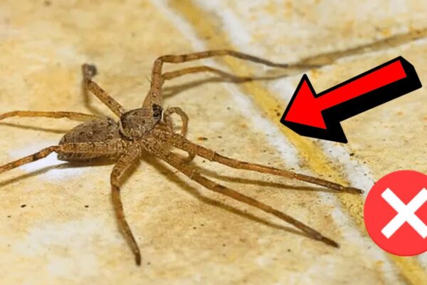 How to Get Rid of Spiders Inside Your House