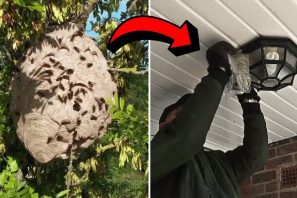 How to Get Rid of Wasp Nests Safely