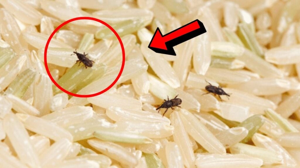 How to Get Rid of Weevils in Rice or Other Food, homemade and freshly served