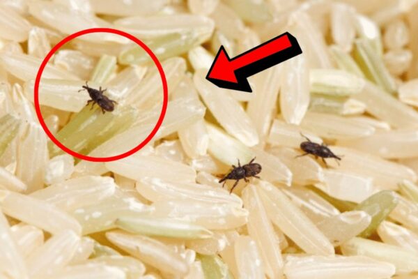 How to Get Rid of Weevils in Rice or Other Food, homemade and freshly served
