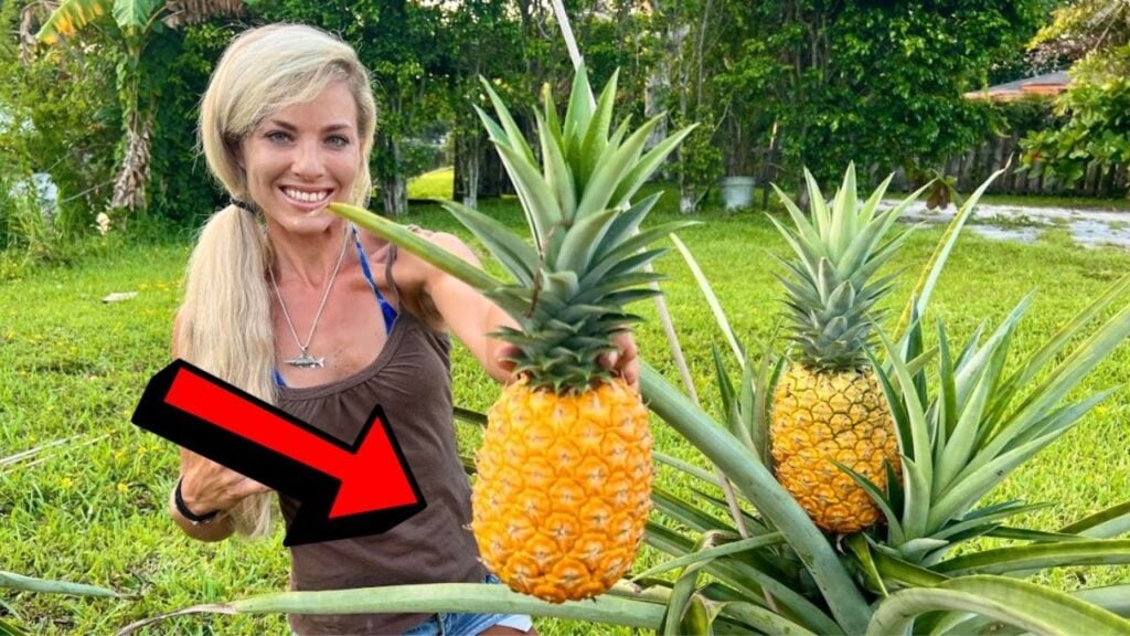How to Grow Giant Pineapples in Containers, homemade and freshly served