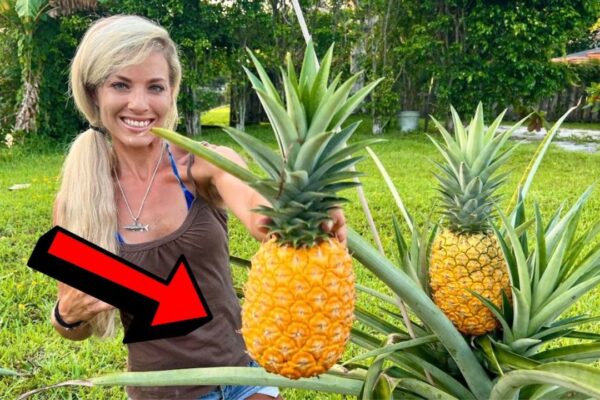 How to Grow Giant Pineapples in Containers, homemade and freshly served