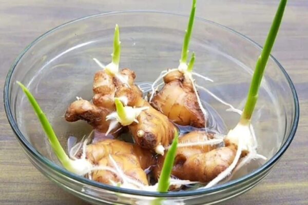 How To Grow Ginger, Garlic, & Lemongrass At Home, homemade and freshly served