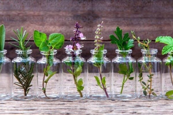 6 Herbs You Can Grow in Water