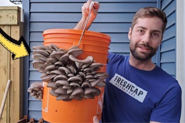 How to Grow Mushrooms in a 5-Gallon Bucket