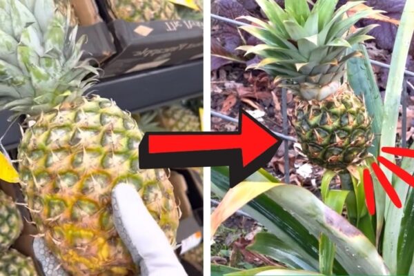 How to Grow Pineapples From the Store Fast and Easily, homemade and freshly served
