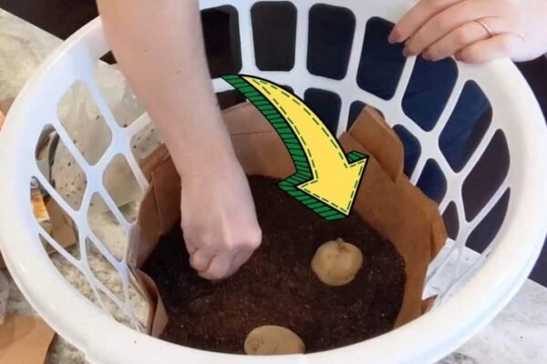 How To Grow Potatoes In A Dollar Store Bin, homemade and freshly served