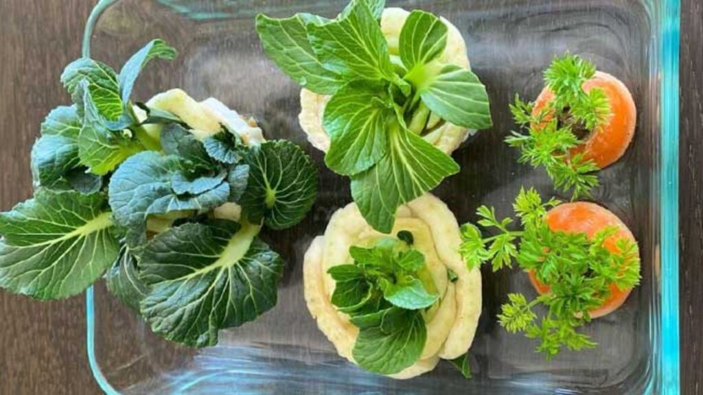 Finished How To Grow Vegetables From Kitchen Scraps, a completed DIY project