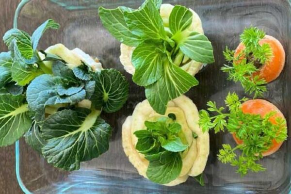 Finished How To Grow Vegetables From Kitchen Scraps, a completed DIY project
