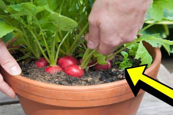 Finished 10 Easiest Vegetables That You Can Grow In Containers, a completed DIY project