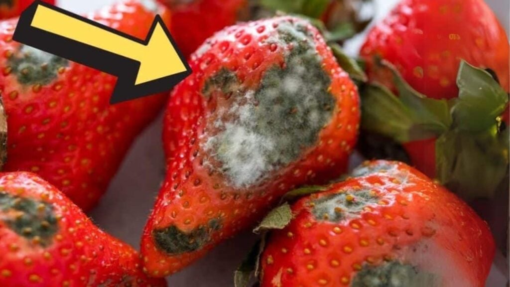 How to Keep Berries Fresh Longer Up to 21 Days