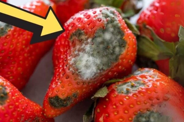 How to Keep Berries Fresh Longer Up to 21 Days