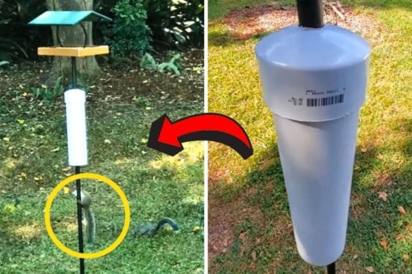 Finished How to Keep Squirrels Off Your Bird Feeder, a completed DIY project