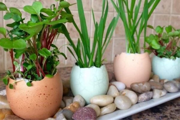 Eggshell Planters, homemade and freshly served