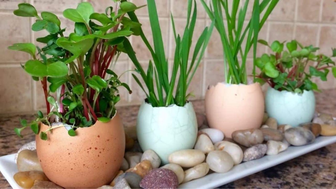 How To Make Eggshell Planters - DIY Joy