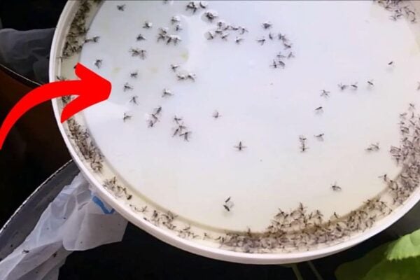 Finished Gnat Traps, a completed DIY project