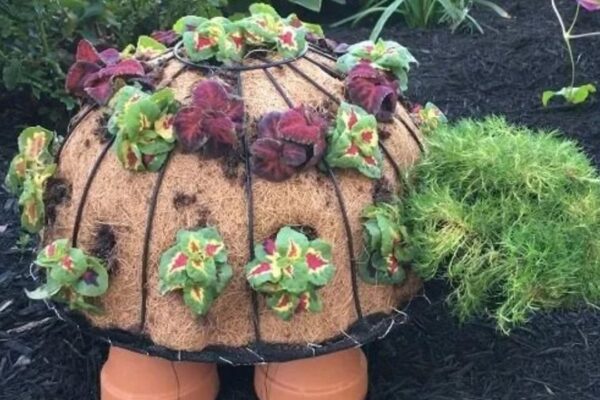 Finished Timmy The Topiary Turtle, a completed DIY project