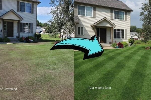 How To Overseed Your Lawn In Spring