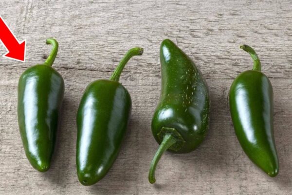The Trick to Picking a Spicy or Less Spicy Jalapeno Pepper