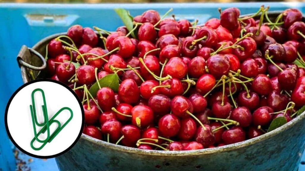 Finished How to Pit a Cherry With a Paper Clip, a completed DIY project