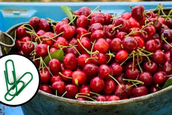 Finished How to Pit a Cherry With a Paper Clip, a completed DIY project